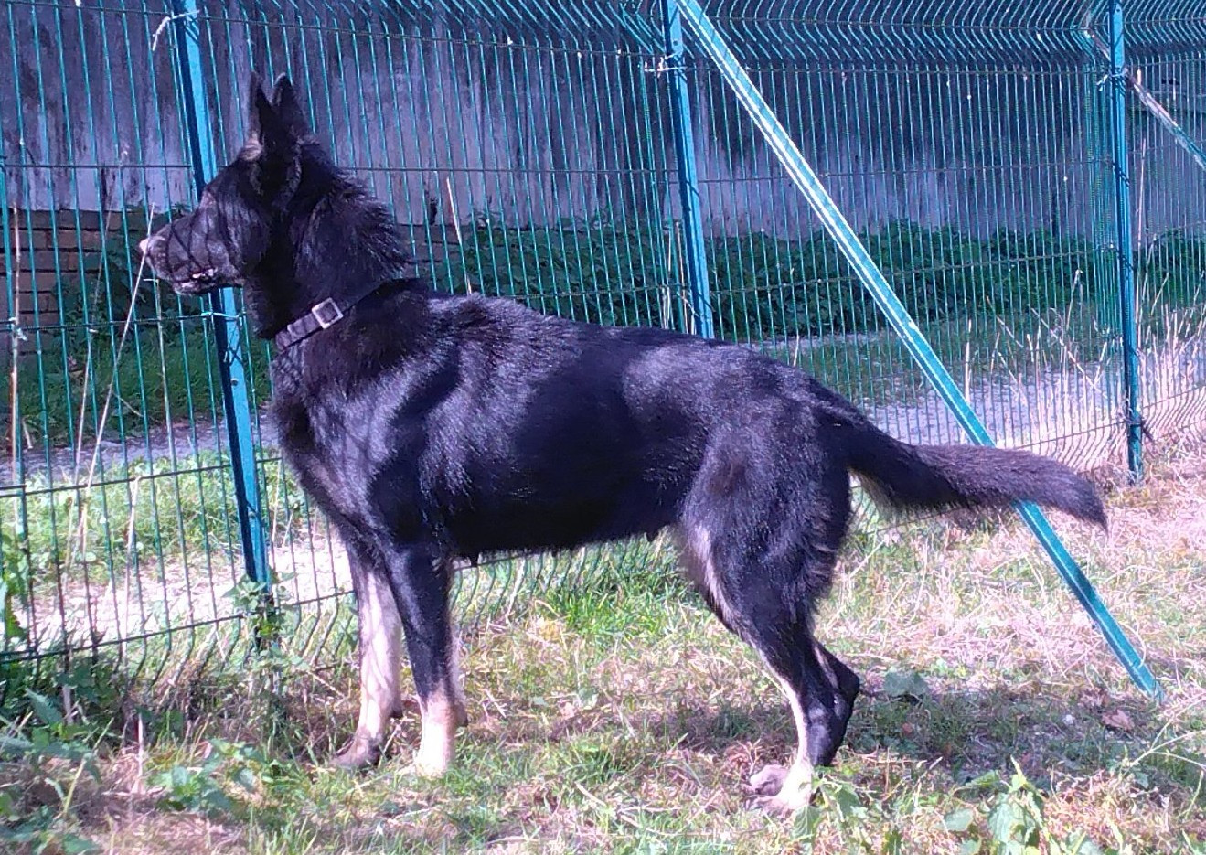 Sheyna Du Saulx De Montgommery